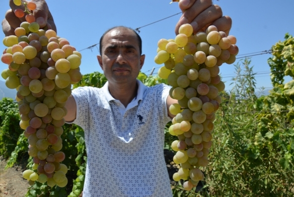 Manisa'da 'ilek uzm' hasad balad