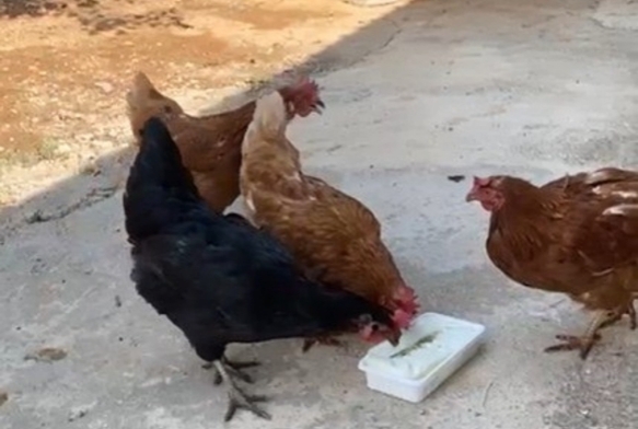 Tavuklarını Maraş dondurması ile serinletti