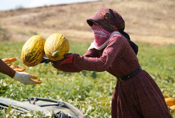 Kavun hasadı başladı