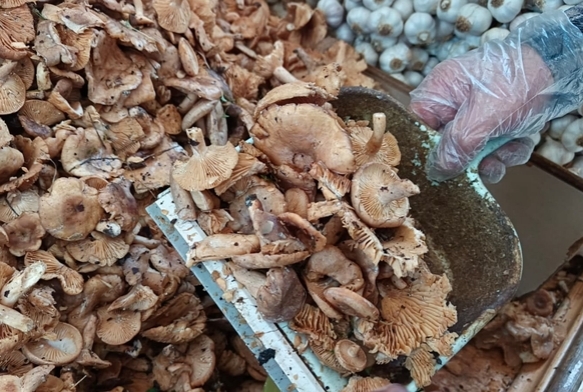 Tezgahlarda tirmit bolluu: Fiyat dt
