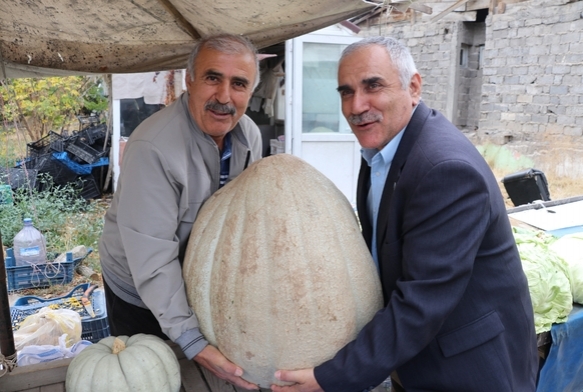 51 kiloluk dev kabak ilgi odağı oldu