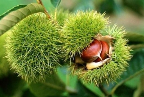 Bakanlk yzde 75 destek veriyor