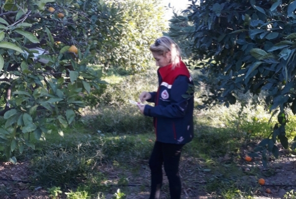 Zeytin sinei mcadelesi devam ediyor