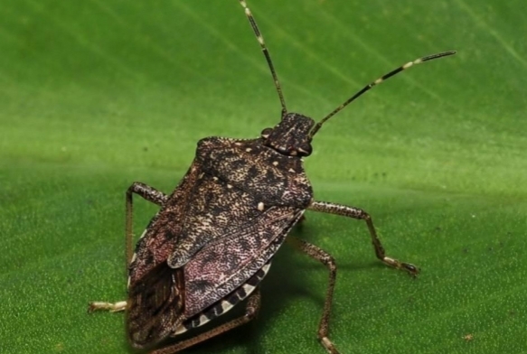 Kokarcann fndktaki zarar derinleiyor