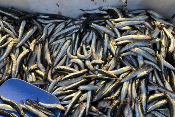 Tezgahlar hamsiyle doldu