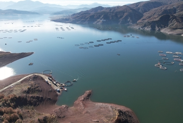 Tokatn somonlar dnya sofralarna ulayor