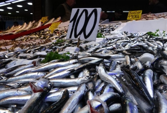 Karadenizde hamsi bereketi yaanyor