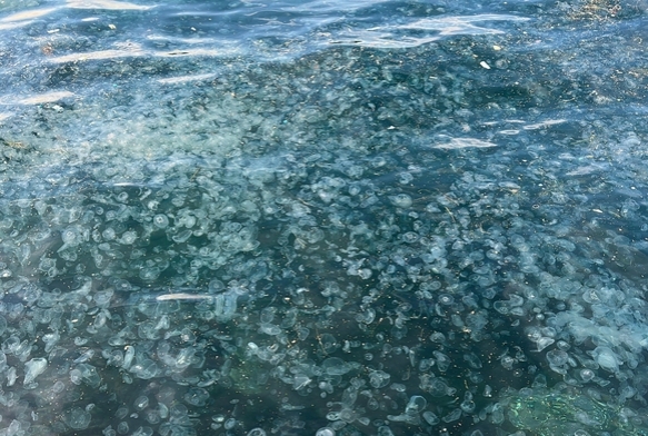 skdarda hayrete dren grnt