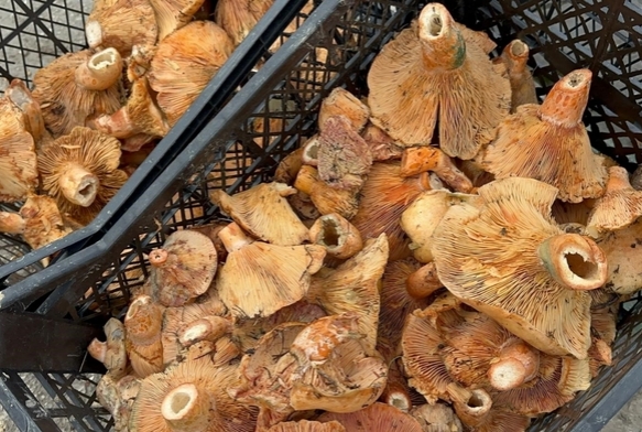 Yamur yad, fiyat 300'den 100'e dt