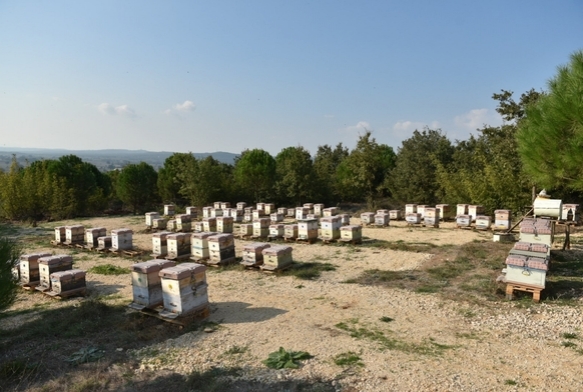 Ylda 10 ton retiliyor, 100 ton sahtesi satlyor