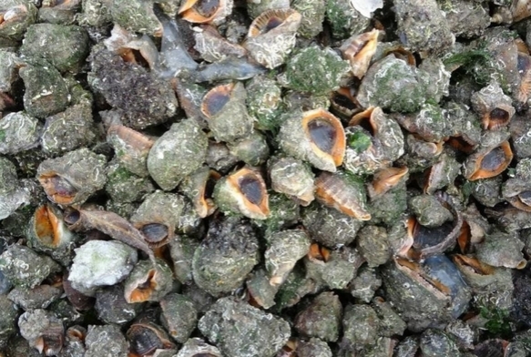 Karadeniz iin en byk iki tehdit