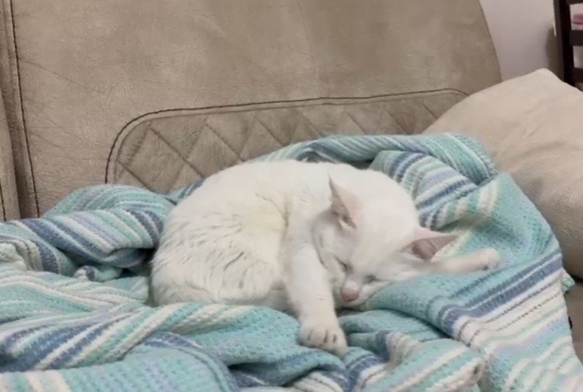 Uzmandan hayvanlarda a uyars