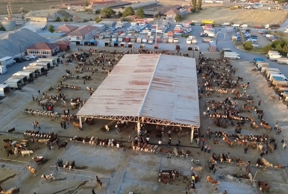 Hayvan fiyatlar� d����te, besiciler �Tam al�m zaman�� diyor